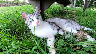 公園のベンチの下で野良猫が寝ていたので近づいてナデナデしてみた