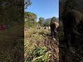apna khet hai # viralvideo #shorts #farming #farm