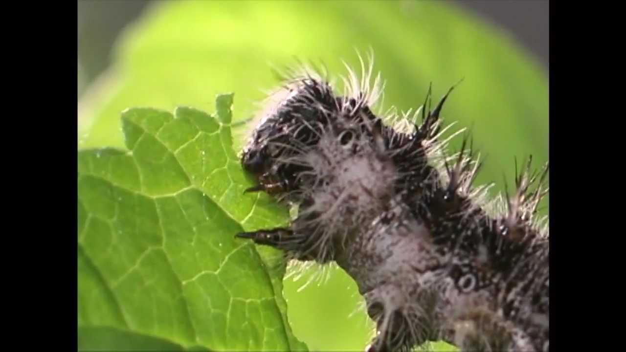 Introduction for the Rutgers University Entomology Department
