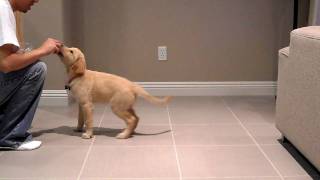 Peanut Golden Retriever at 10 weeks old doing tricks