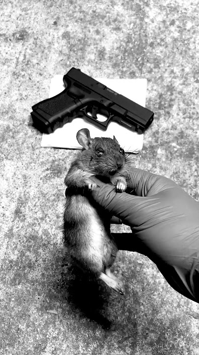 Glock 19 BB gun vs rat