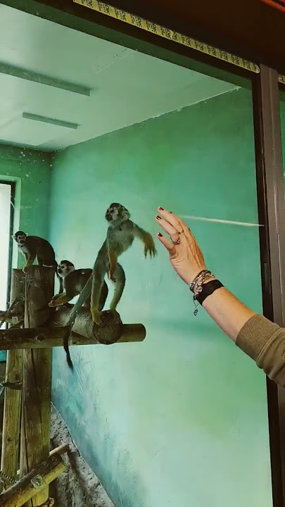 Monkeys auditioning for assassins creed