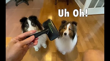 Heart Worms... Treats... and a DOG BRUSH! 🐶 NOT WORTH IT!!!  -  Cricket Chronicles e004