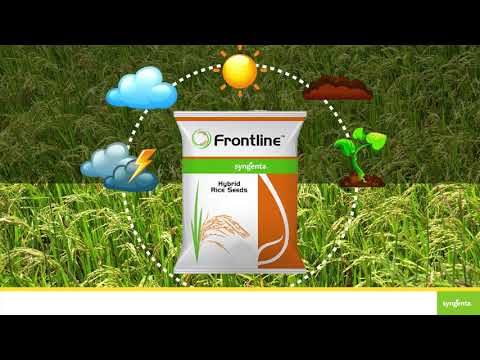 Syngenta ODISHA best hybrid Paddy seeds🌾🌾🌾