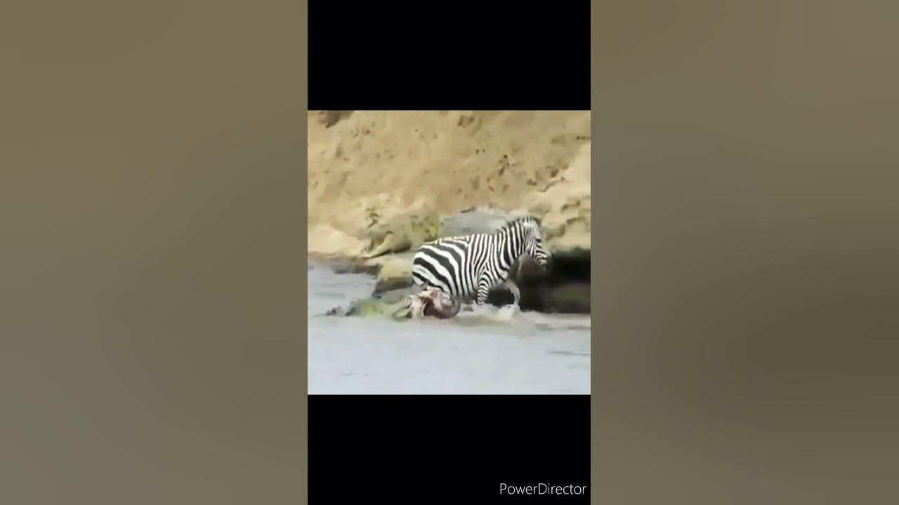 Crocodile Attack Zebra - YouTube