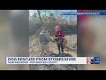 Dog rescued from Stones River in Murfreesboro, TN