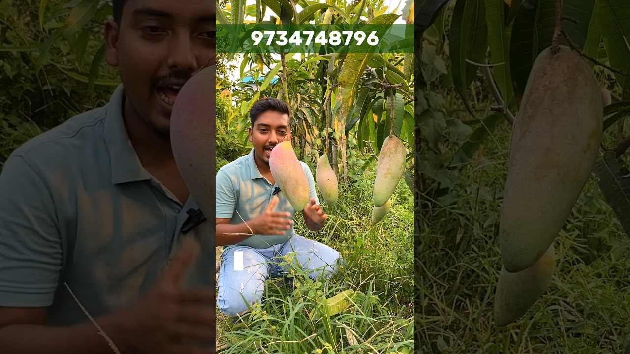 Thai Chiangmai Mango 🥭 8 Inch Long Mango Plant 