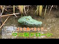 ゴミを食べちゃうワニ型ドローン