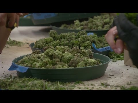 4/20: Origins of marijuana holiday explained thumbnail