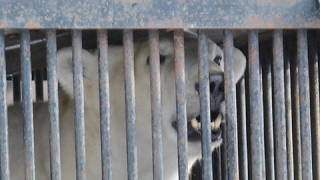 ホッキョクグマ ピリカ 旭山動物園へ移動