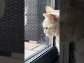 Дурацкая птичка, кошку сломала..