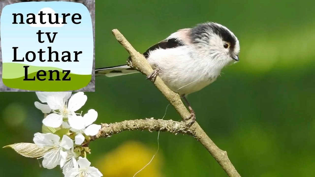 Nikon coolpix P900 - Videos of birds © Lothar Lenz - YouTube