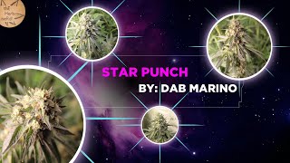 Star Punch Strain ShowCase — StarDawg × Shoreline OG × Purple Punch × Mac 1 | Dab Marino #short