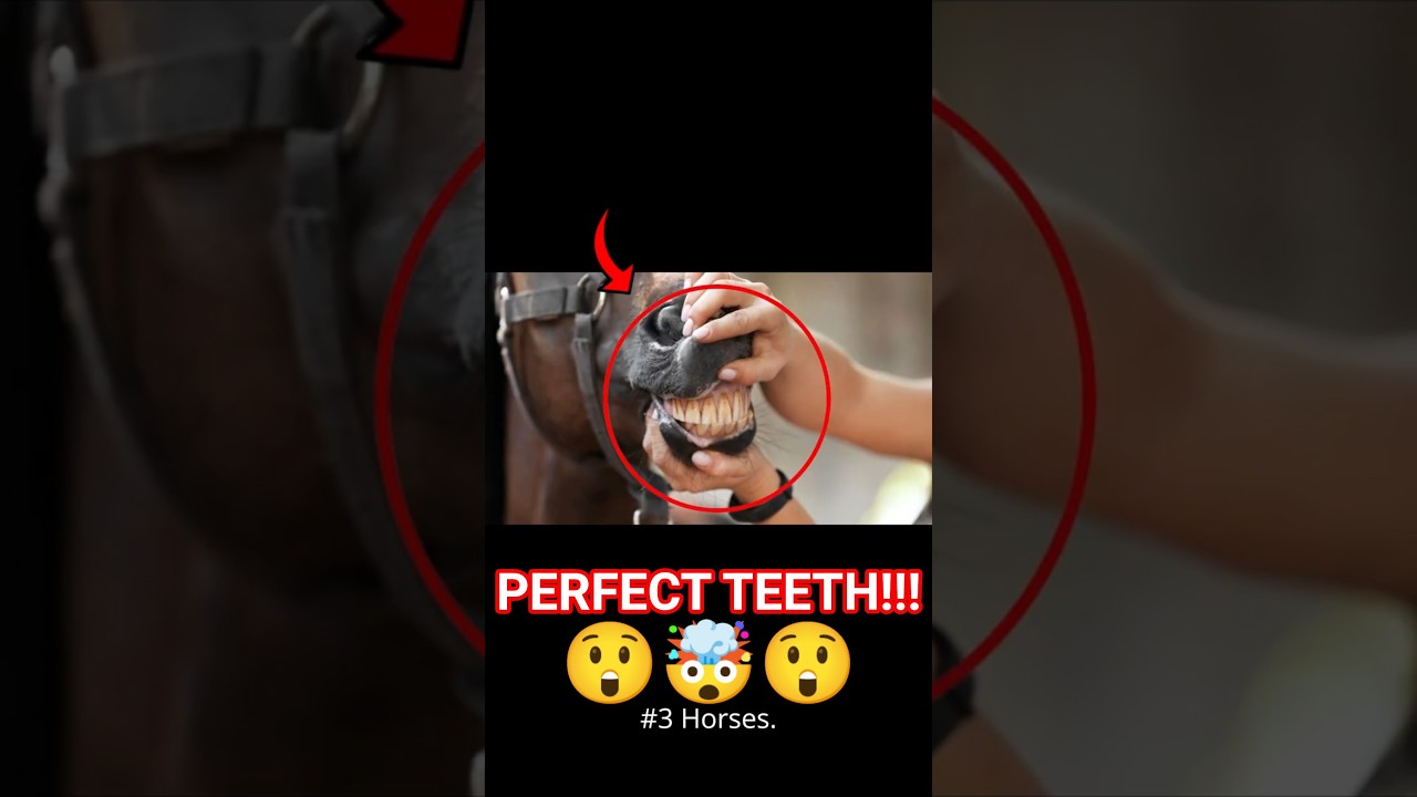 Animals with teeth so perfect, even your dentist would be jealous! 🦷✨ 