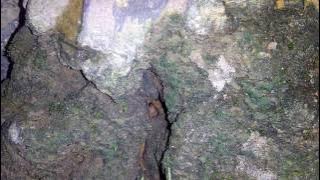 Dikira suara motor, ternyata suara hewan malam yang menyeramkan