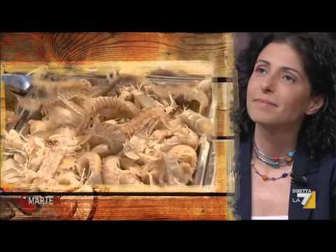 Video: Chitooligosaccharides Di Calamari Preparati Con Diversi Enzimi: Caratteristiche Ed Effetti Sulla Qualità Del Gel Surimi Durante La Conservazione Refrigerata