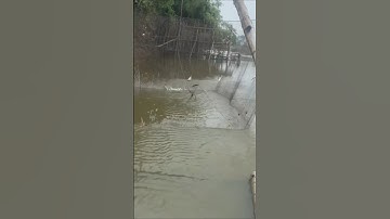 cả chục năm mấy thấy cảnh kéo dớn cá kiểu này #shorts #shortvideo