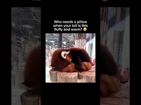 Follow for music, memes & unexpected fun! 🎹#redpanda #wildlife #cuteanimals