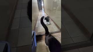 53rd opposite side of door cat feeding attempt (Supplemental) April 18, 2024