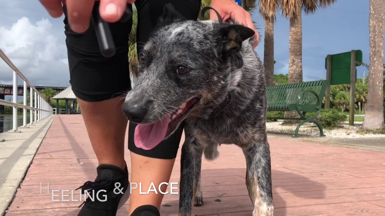 9 month old blue heeler