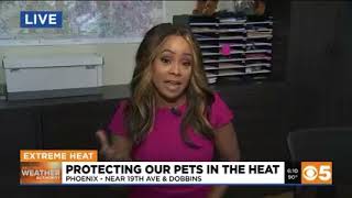 3TV Good Morning Arizona: AHS Animal Cruelty Investigator Julie Bolchalk Discusses Rescue Efforts