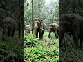 elephant dinner 🤯 #aivideo #shortvideo