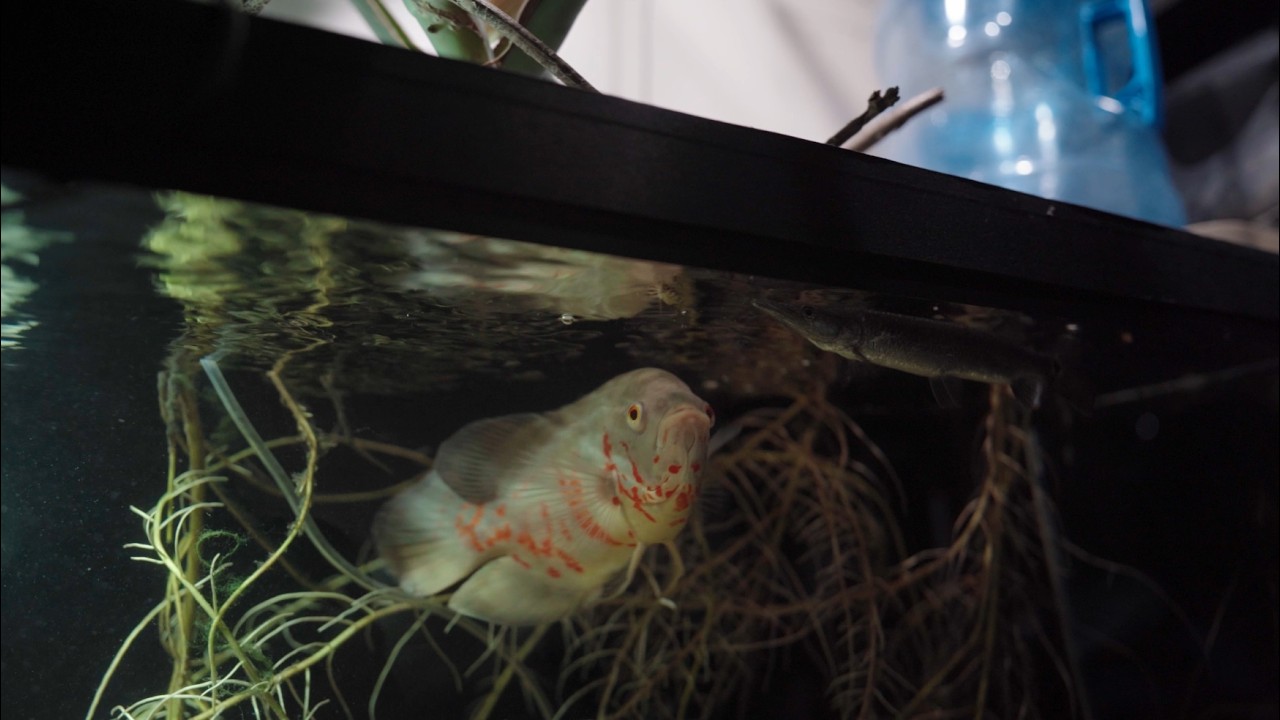 Oscar fish fist time eating live crickets