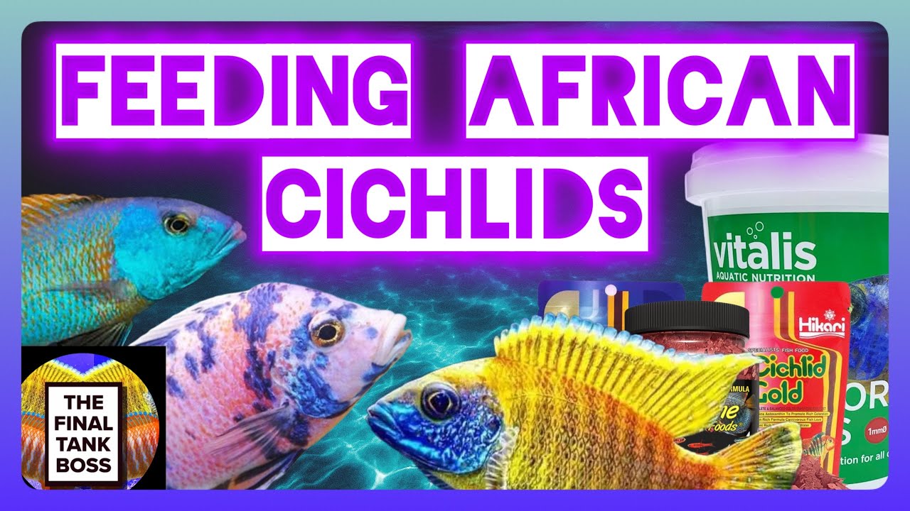 Cichlid Feeding: What You NEED To Know - YouTube