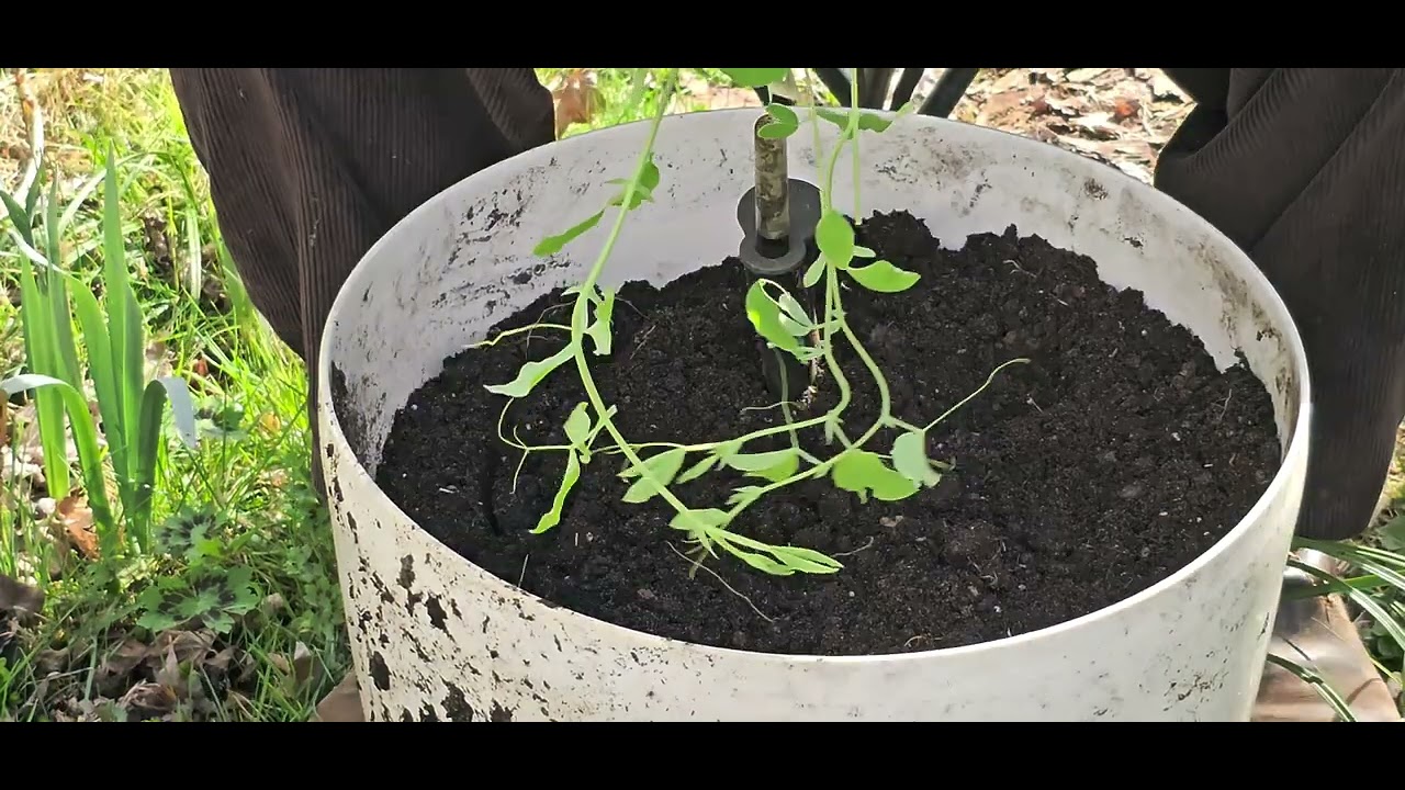 Planting up containers with sweetpeas, calendula, nigella, daisies and pansies