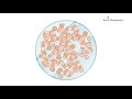 Bone Therapeutics - Regenerative therapies for bone diseases
