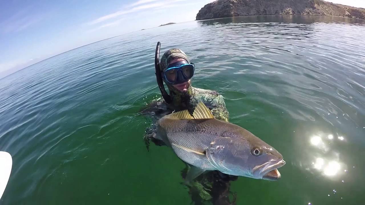 Mulloway fishing by Drone, Shark Bay Kayak Spearfishing YouTube