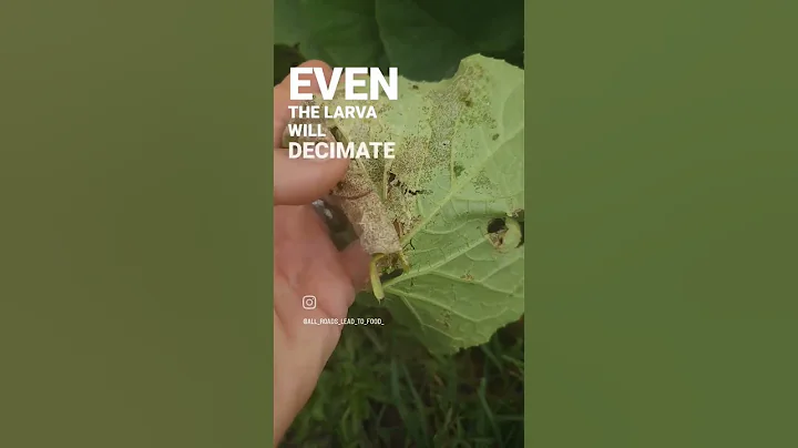 Squash bug larva #gardentips #growyourownfood #gardenpests #gardening101