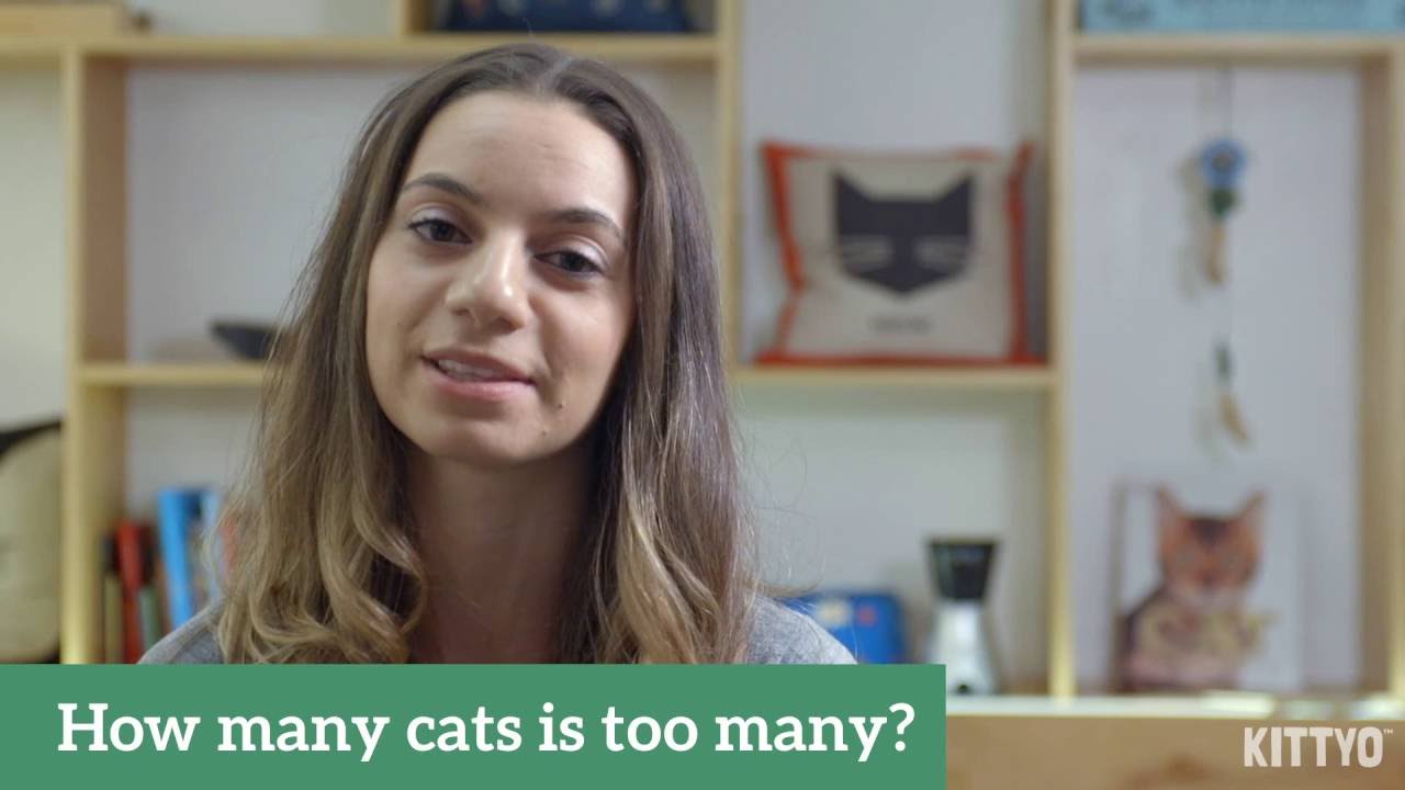 How many cats is too many? YouTube