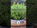 De 5 BEDSTE krydderurter du kan dyrke selv 🌿💚 Smagfuldt &amp; nemt! #havetips #kryderurter #havetips