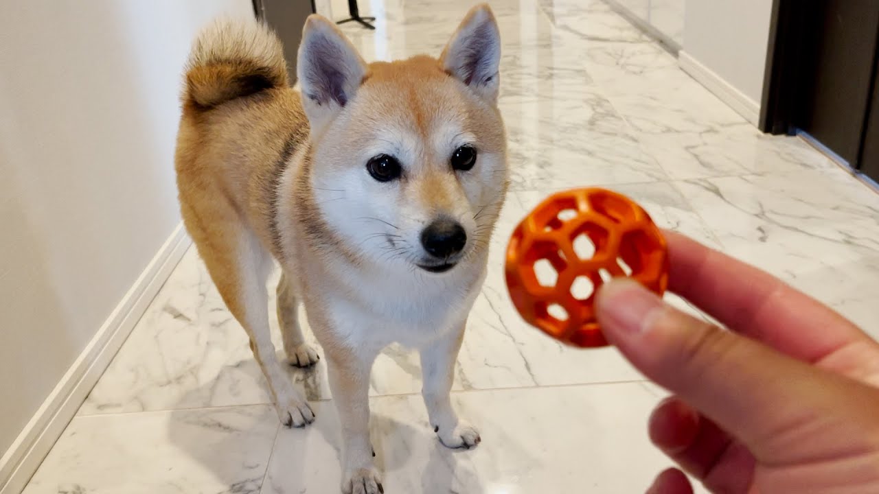 柴犬ってわがままなの 性格やわがままにしないためのしつけ方の注意点 わんわんナビ 柴犬ってわがままなの 性格やわがままにしないためのしつけ方の注意点 わんわんナビ