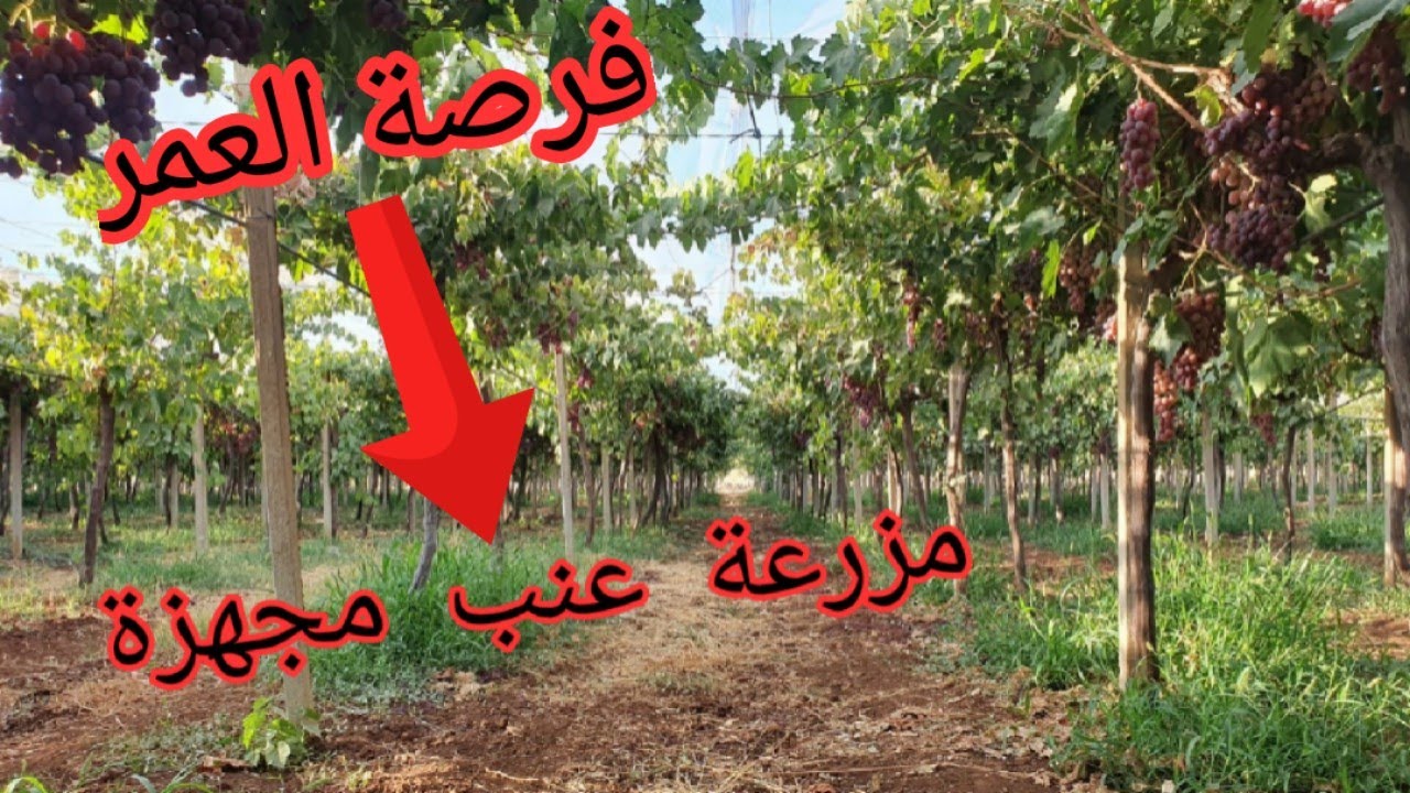 مزرعة 🏡 مساحتها 5,5 هكتار بها العنب و الزيتون مجهزة تبعد ب7كلم من مكناس 🤩 للتواصل معنا : 0675658791