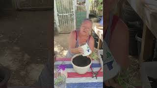 plant clearance rack rescue