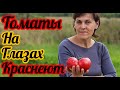 Как ускорить созревание томатов?Помидоры краснеют на глазах проверенный способ от Фермачей в деревне