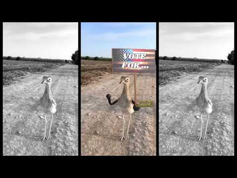 🇺🇸 VOTE FOR... 🇺🇸 #leopartnik