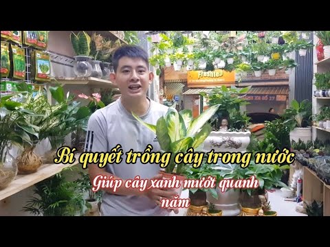 Cây thủy canh là gì? Cách trồng và chăm sóc cây thủy canh ra sao? | Foci