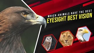 The Best Eyes in the Animal Kingdom | Animals Life