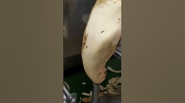 Automatic Peeling Machine — Good Tools and Machines Can Improve Work Efficiency