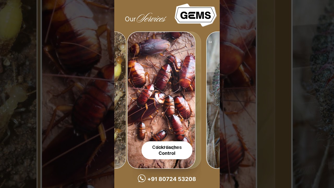 Pest Control Services Chennai 