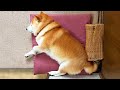 サイズ感を大事にしている柴犬