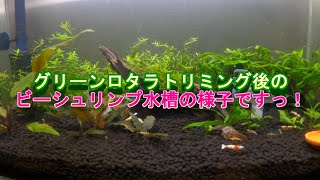 Gw最終日前の グリーンロタラ大トリミング作戦っ 笑 ユキちゃんのlifeな日常 Gw最終日前の グリーンロタラ大トリミング作戦っ 笑 ユキちゃんのlifeな日常
