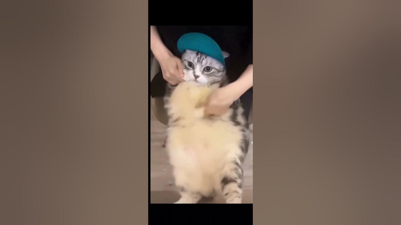 Hey Hey You You I Don t Like Your Girlfriend Not My Cat cute Cat hey-hey-you-you-i-don-t-like-your-girlfriend-not-my-cat-cute-cat