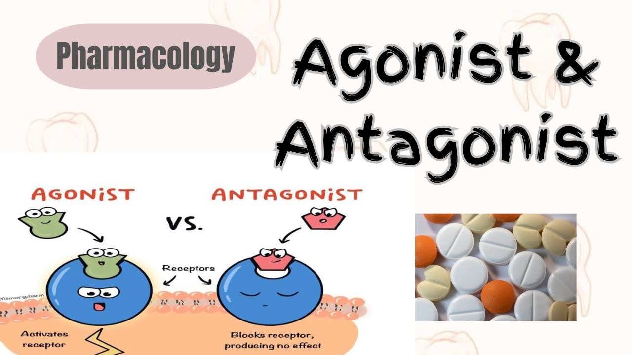 Agonist & Antagonist |Pharmacology| Important topic in |2nd year bds|dental student