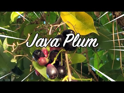 Java Plum Nature's