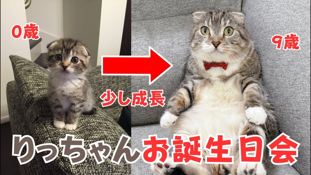 りっちゃんお誕生日記念ライブ🎉お正月も猫雑談に決まりでごわす 