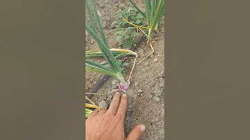 ¿Cuánto tiempo se pueden dejar las cebollas en la tierra?